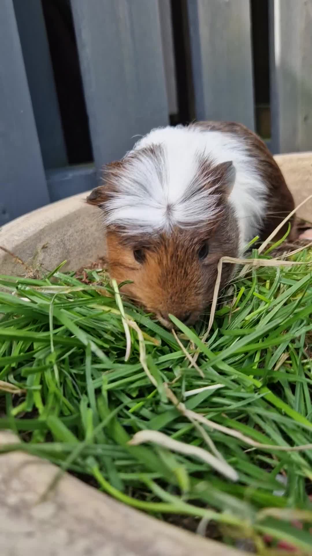 Guinea Pig rodents for sale: Handsome crested agouti shelte breed  - Video 1