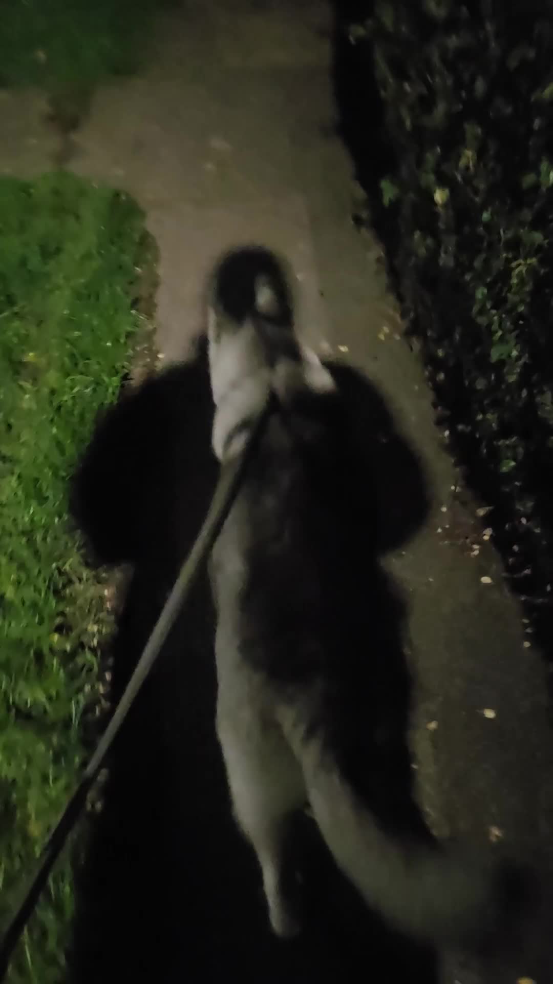 Siberian Husky dogs for sale: Male husky  in Folkestone - Video 1