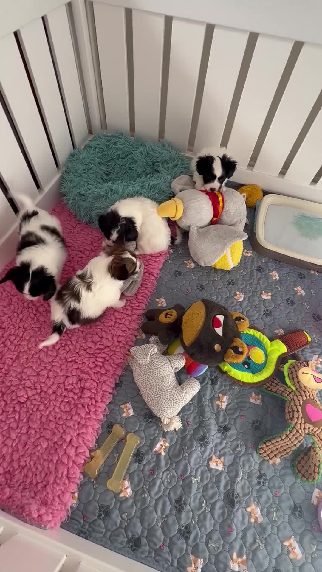Papillon dogs for sale: Beautiful KC registered papillon puppies for sale - Video 1