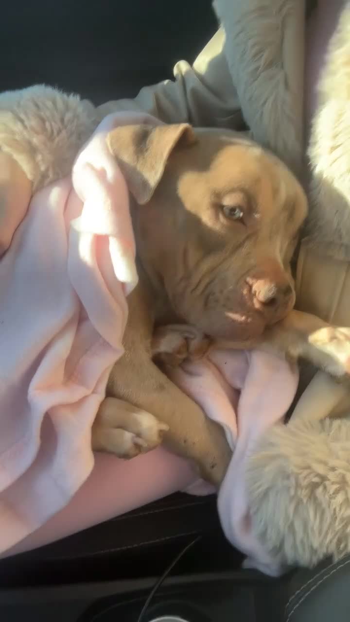Mixed Breed dogs for sale: Female pocket bully! - Video 1