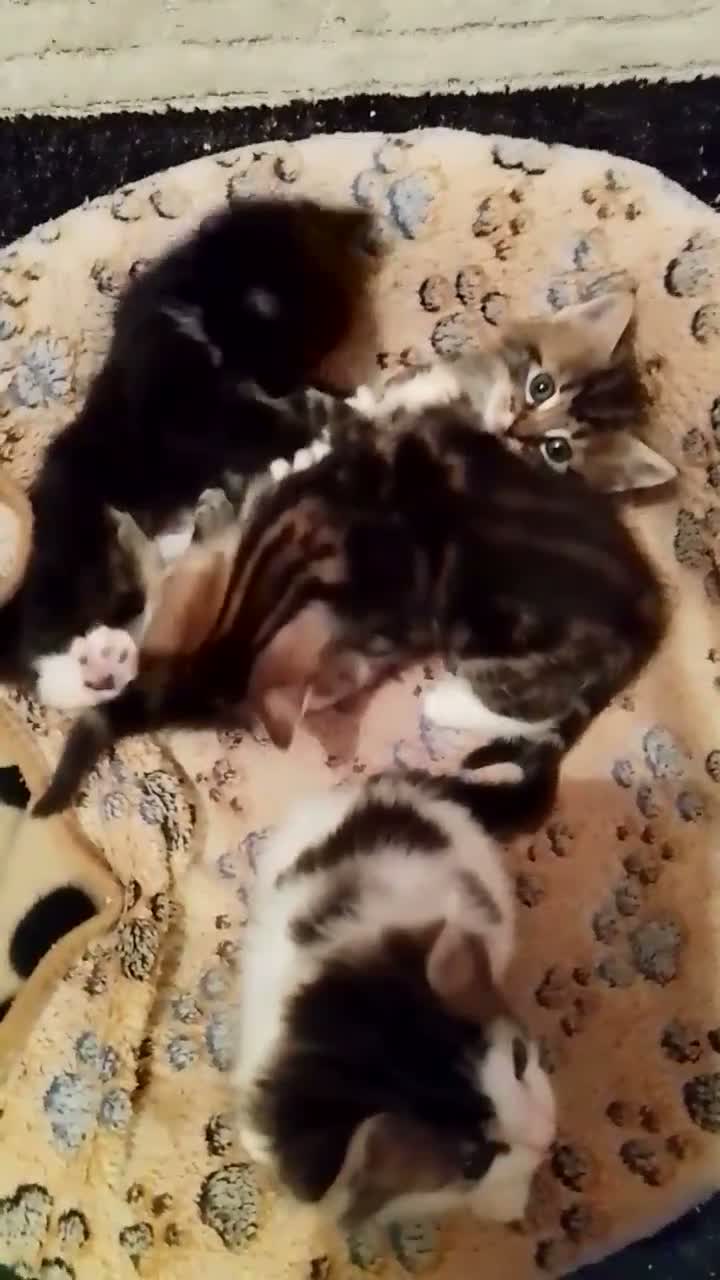 Domestic Shorthair cats for sale: Beautiful, Silky Soft, Furry, Adorable Kittens in Port Talbot - Video 1