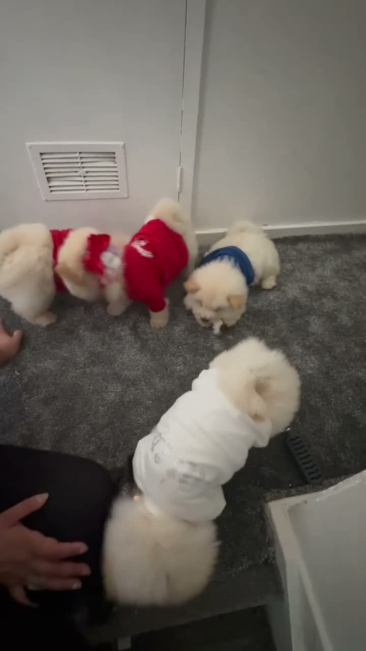 Chow Chow dogs for sale: Chow chow puppies  - Video 1