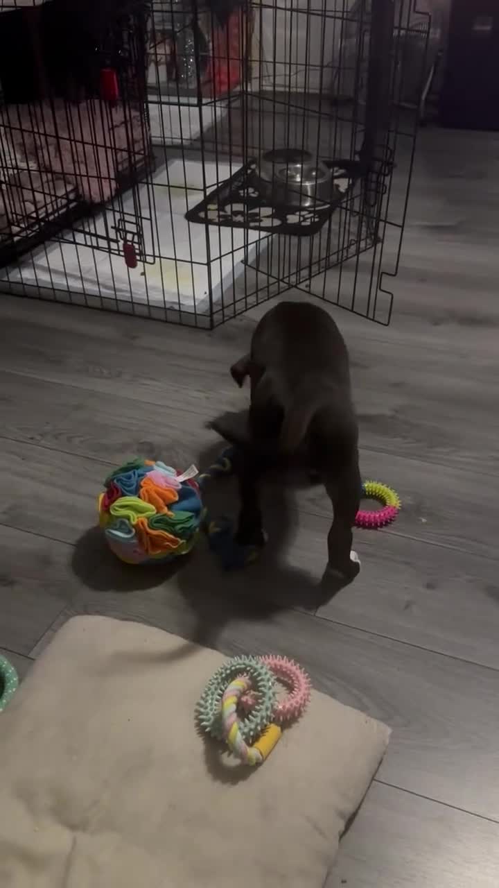 Staffordshire Bull Terrier dogs for sale: Puppy for sale she is 10 weeks old  - Video 1