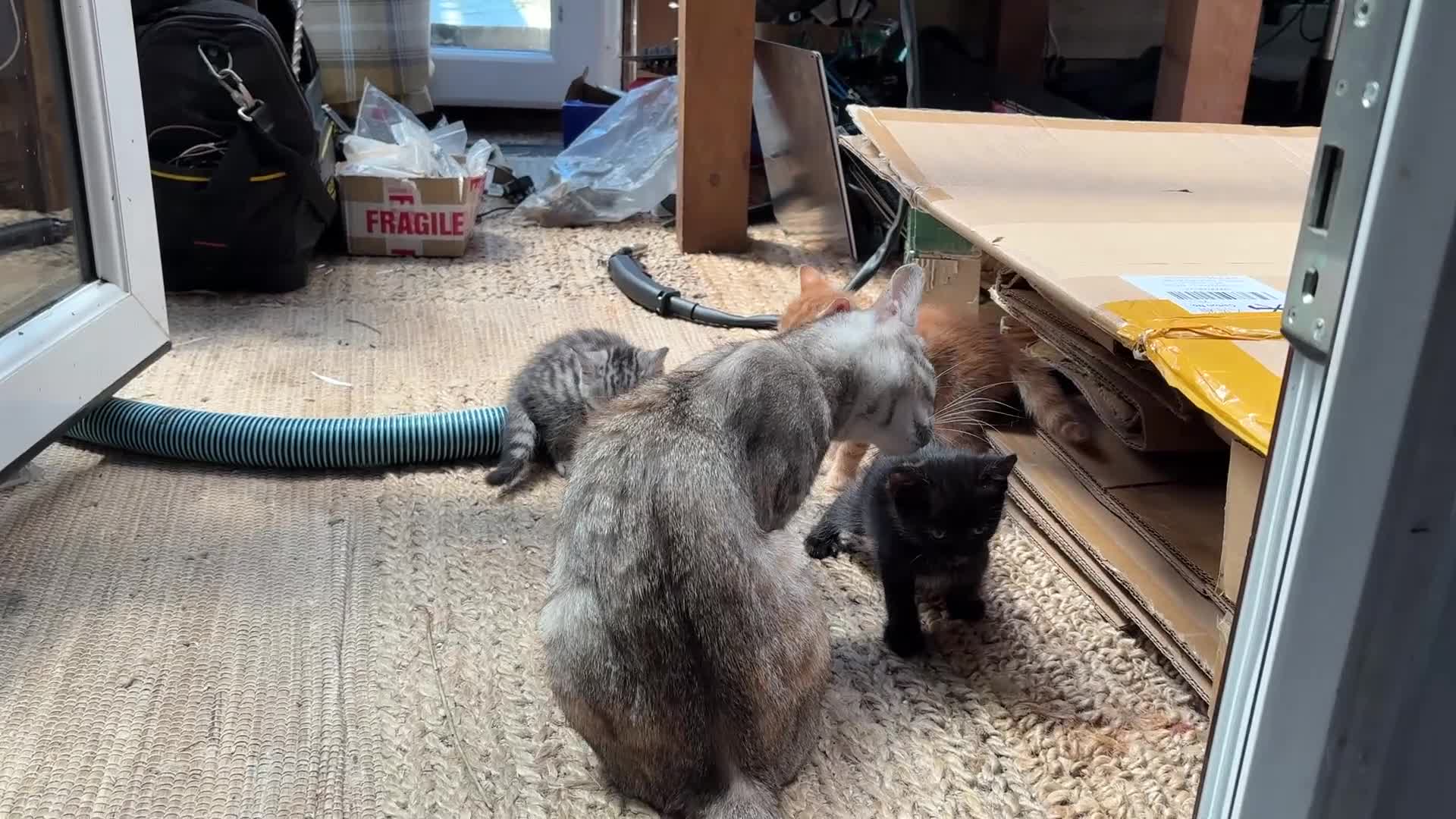 Mixed Breed cats for sale: Available Now - 2 Ginger & 1 Black Kitten - Video 1