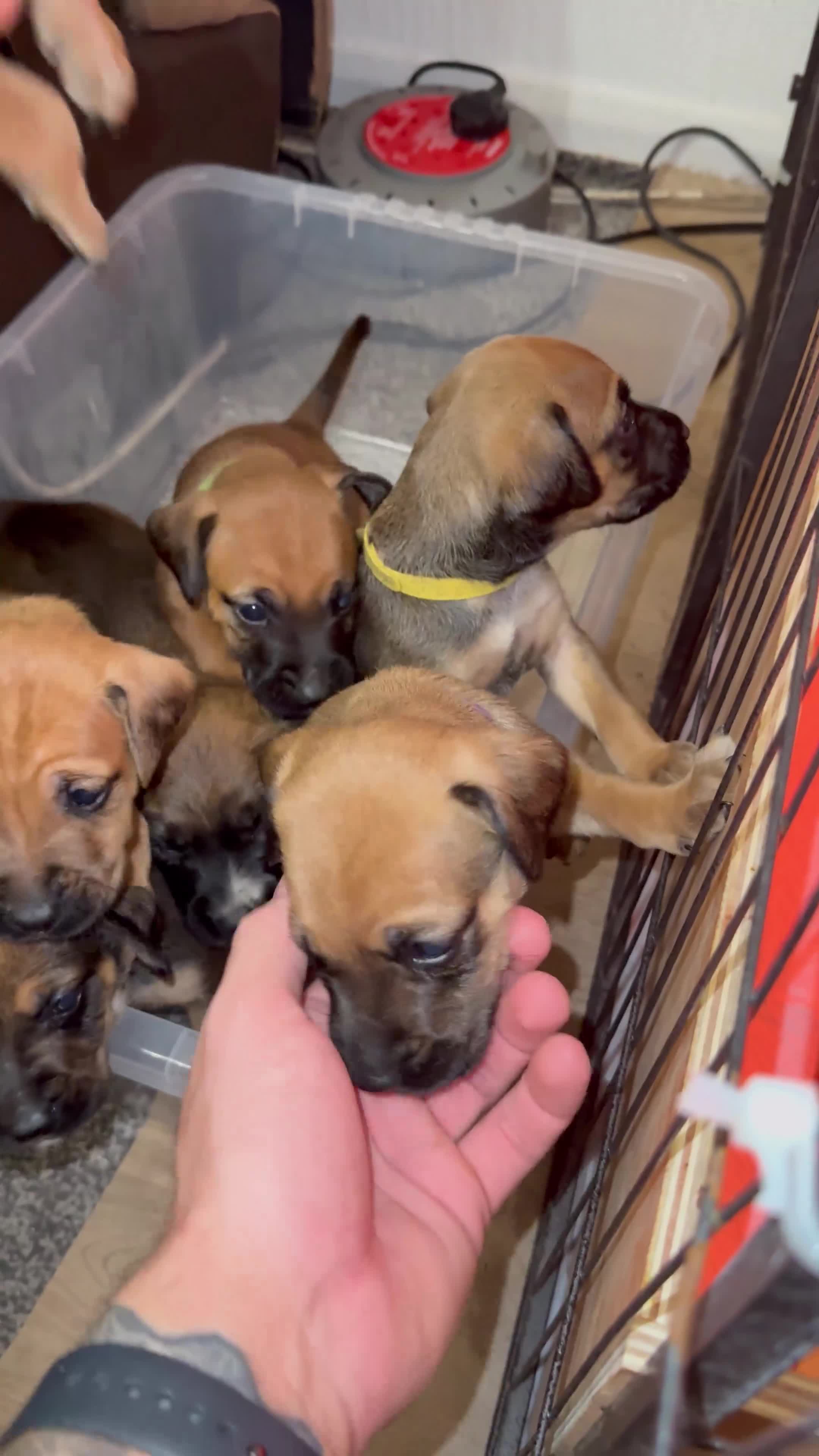 Mixed Breed dogs for sale: Beautiful Cocker spaniel mix puppies  - Video 1