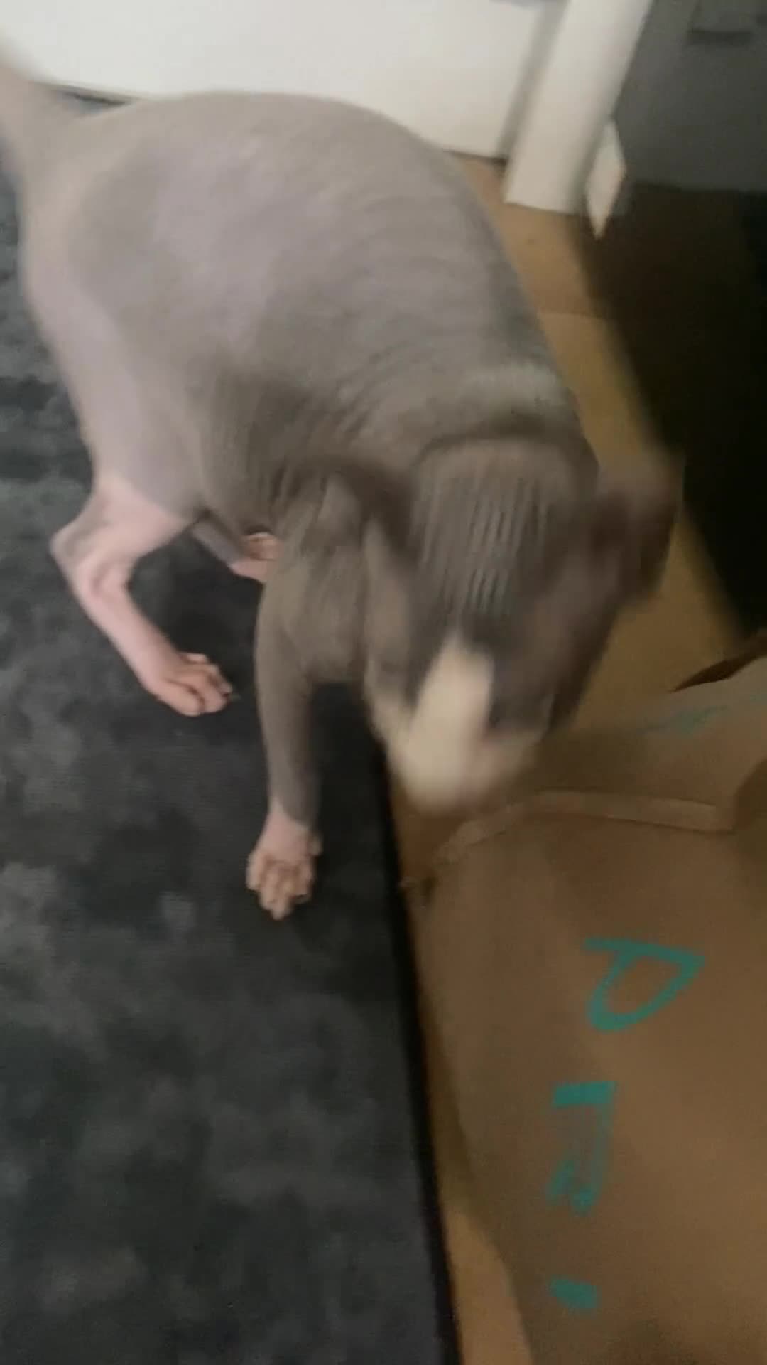Sphynx cats for sale: 2 full breed sphynx  in Pulborough - Video 1