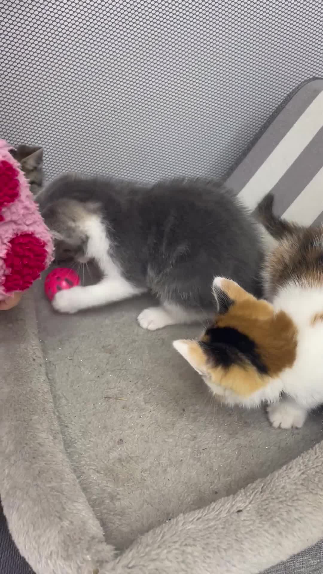 Mixed Breed cats for sale: Beautiful kittens looking for their forever homes - Video 2