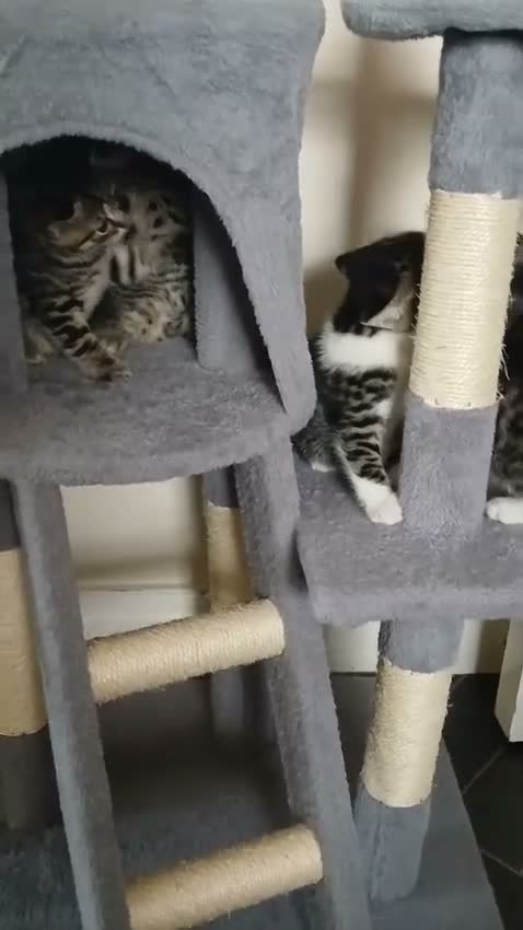 Mixed Breed cats for sale: Little Hearts Looking for Big Love 🐾   - Video 1