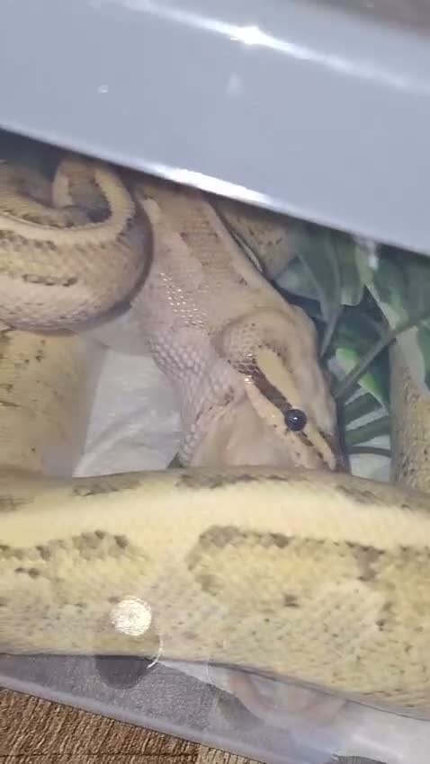 Python Snake reptiles for sale:  Ball python Beautiful morphs for sale  - Video 4
