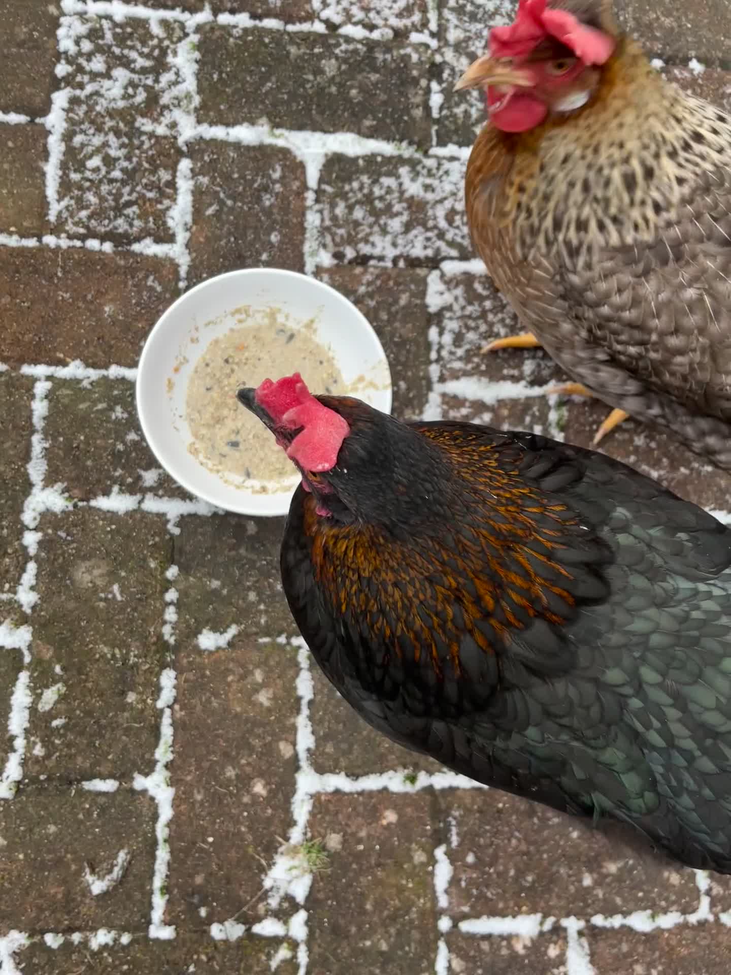 Chickens poultry for sale: Two hybrid chickens for sale - Video 1