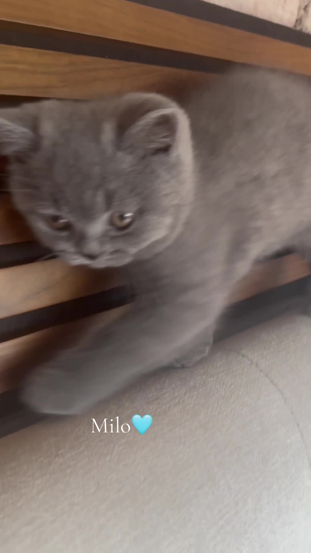 British Shorthair cats for sale: Blue British Shorthair kittens GCCF 2 boys 1 girl - Video 1