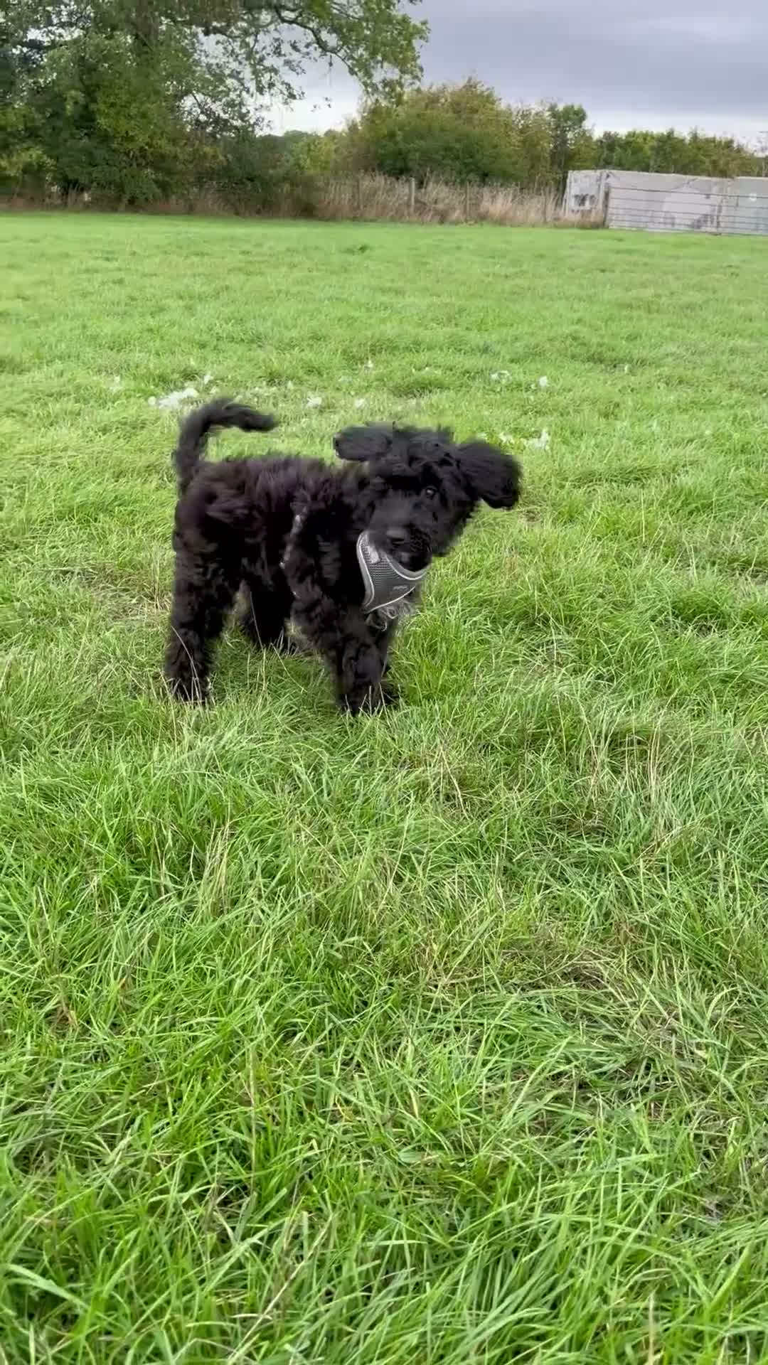 Mixed Breed dogs for sale: Miniature Poodle X French Bulldog Puppies - Video 1