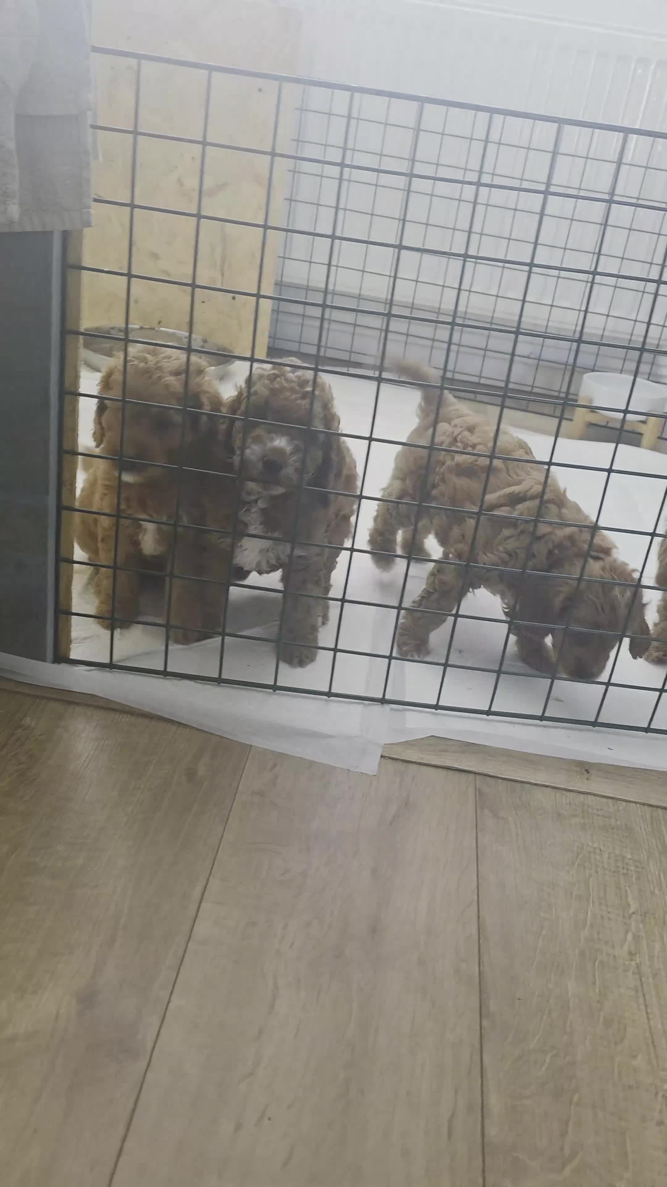 Cockapoo dogs for sale: FINAL GORGEOUS F1B TOY COCKAPOO GIRL - BRISTOL - Video 4