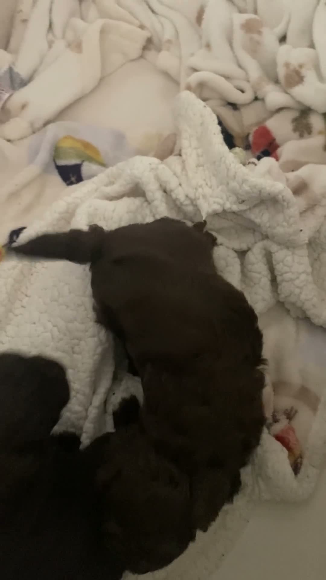 Cavapoo dogs for sale: 🤎🐾 Gorgeous Chocolate Cavapoo Puppies 🐾🤎 in Southend-on-Sea - Video 2