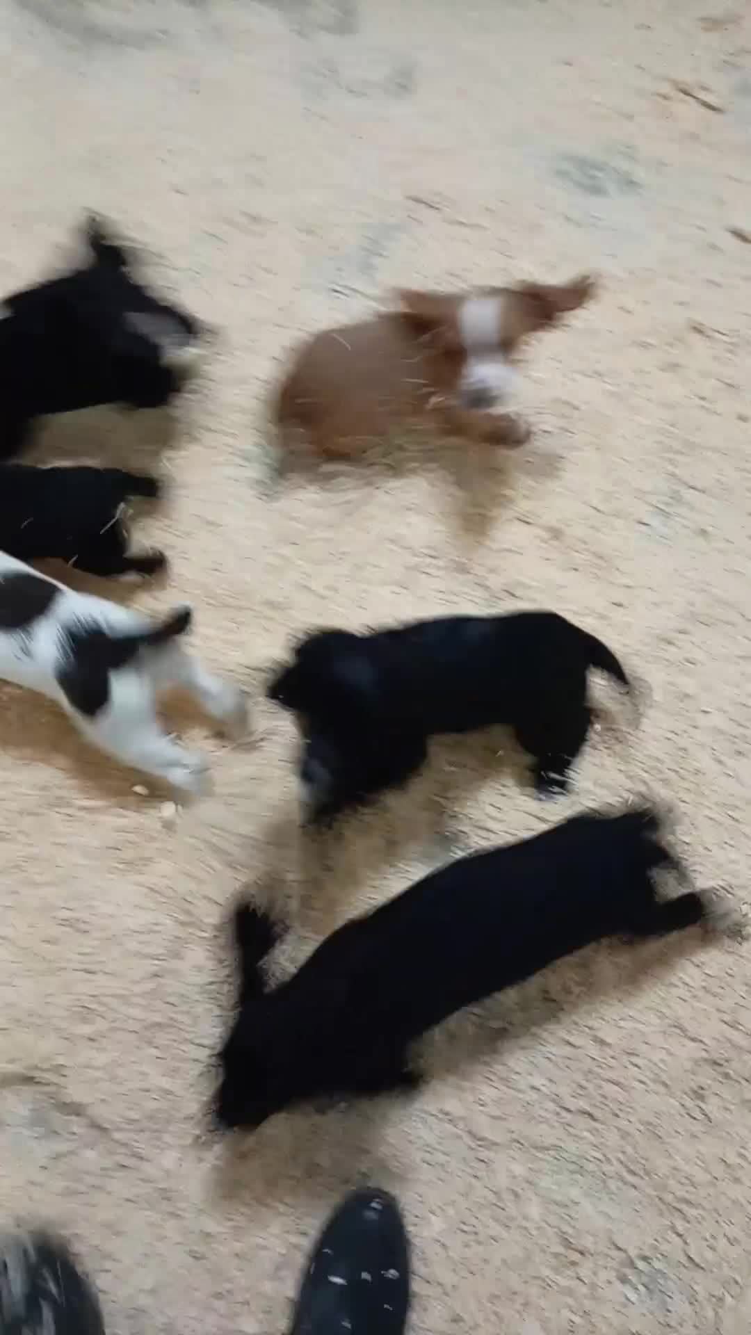 Cocker Spaniel dogs for sale: Kc reg working Cocker spaniels  born 13th July  - Video 1