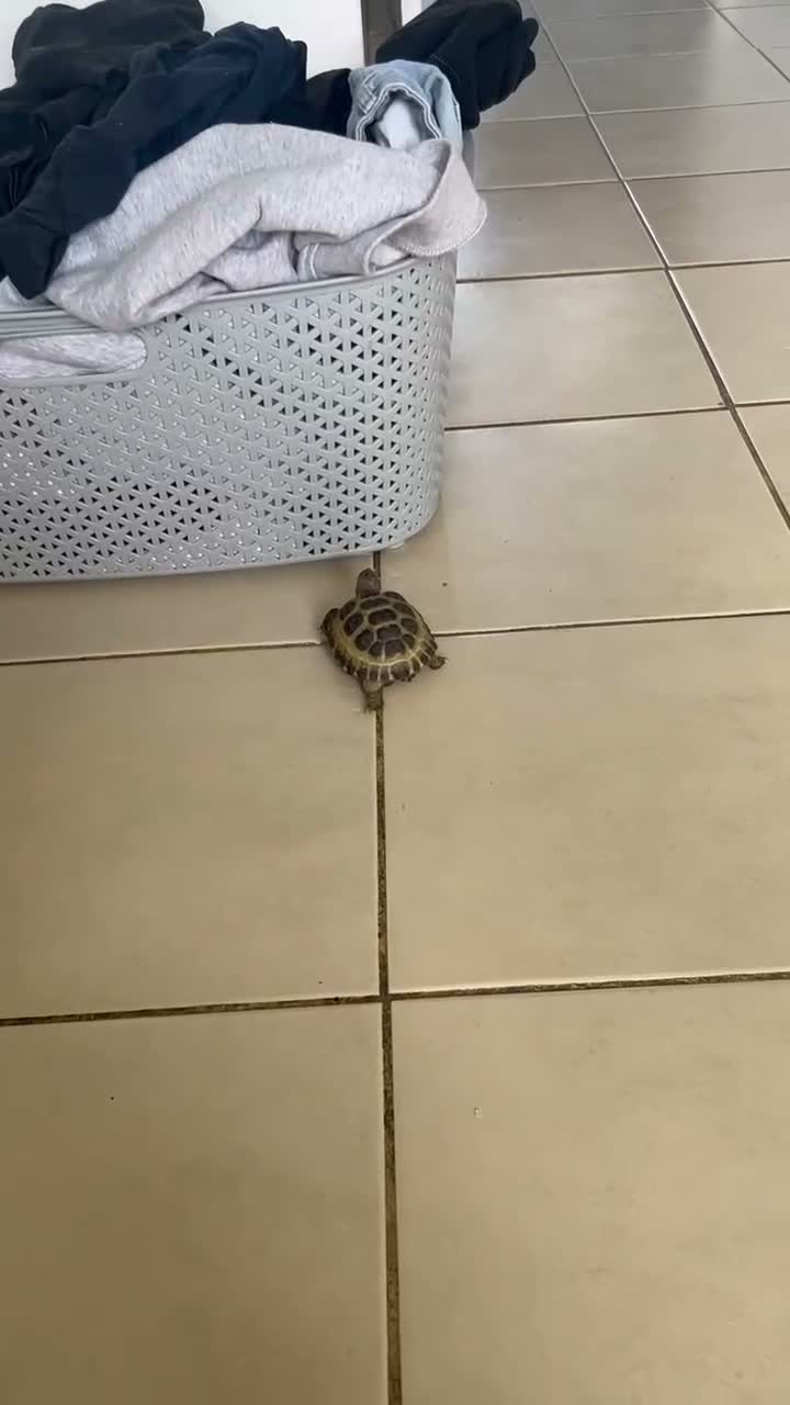 Hermann Tortoise reptiles for sale: Tortures  in Corby - Video 1