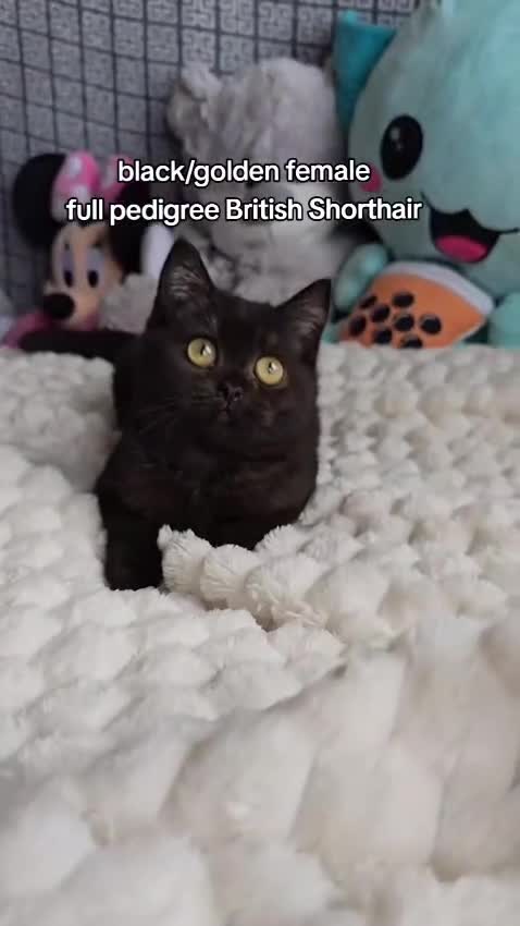 British Shorthair cats for sale: Beautiful Babies Available Ready To Leave - Video 3