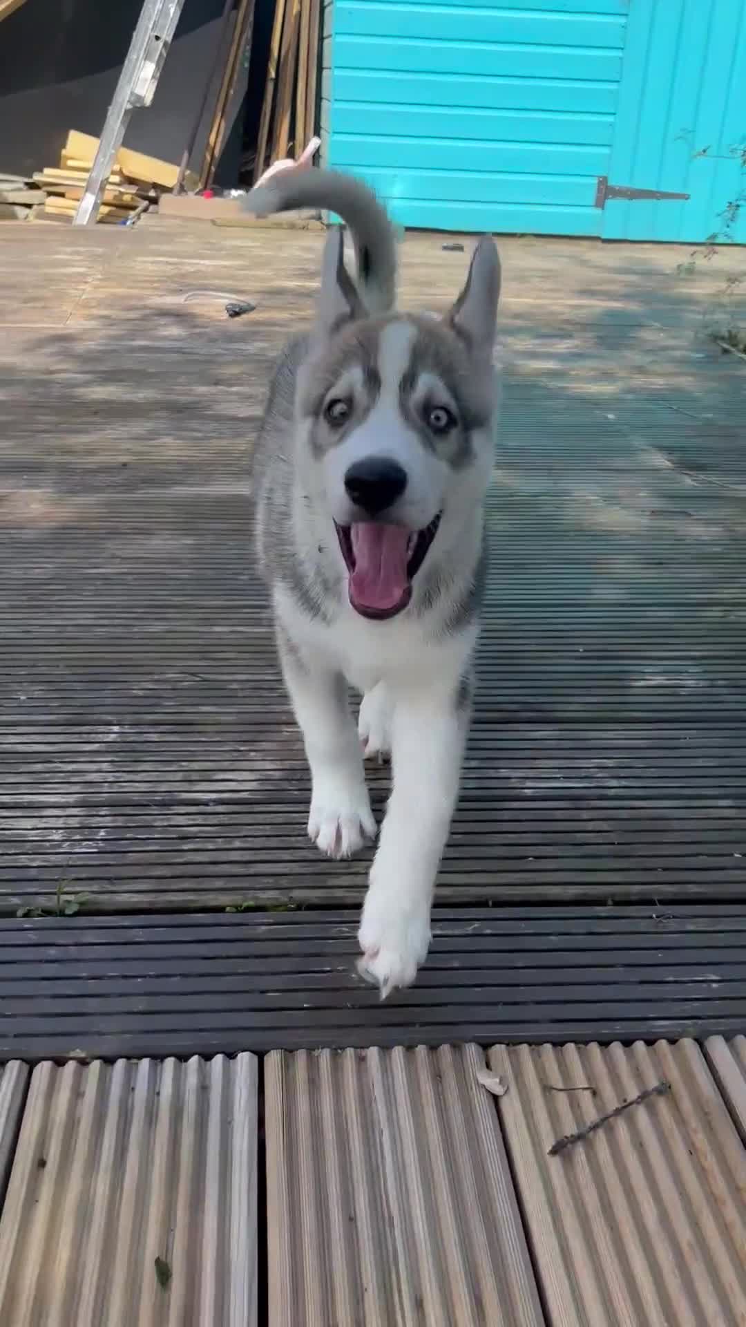 Siberian Husky dogs for sale: LAST Siberian Husky Puppy - Fully Vaccinated - Video 2
