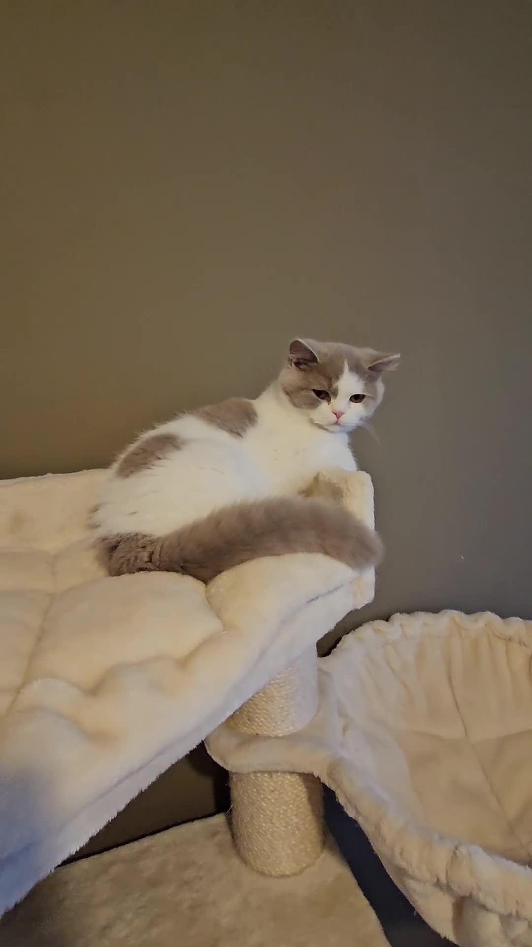 British Shorthair cats for sale: Breeding Boy. Blood Group B - Video 2