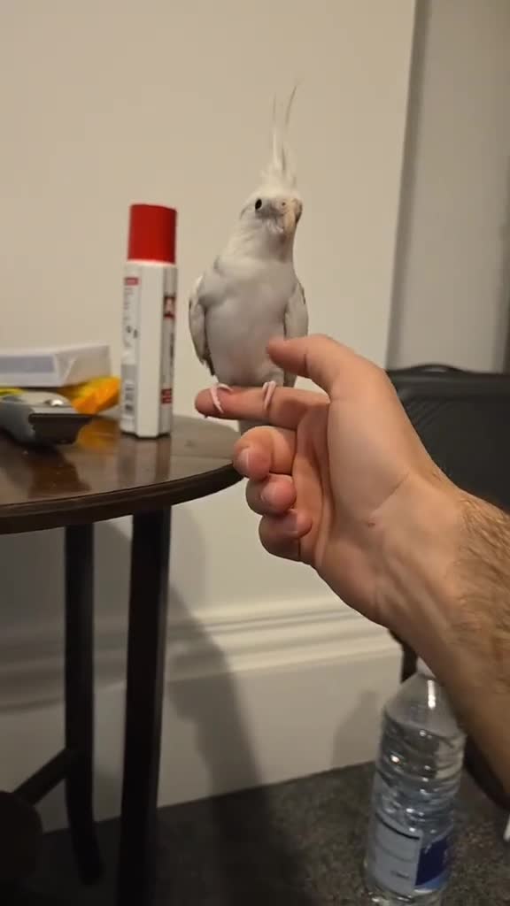 Cockatiels birds for sale: Hand tame cocktail  in Oswestry - Video 2