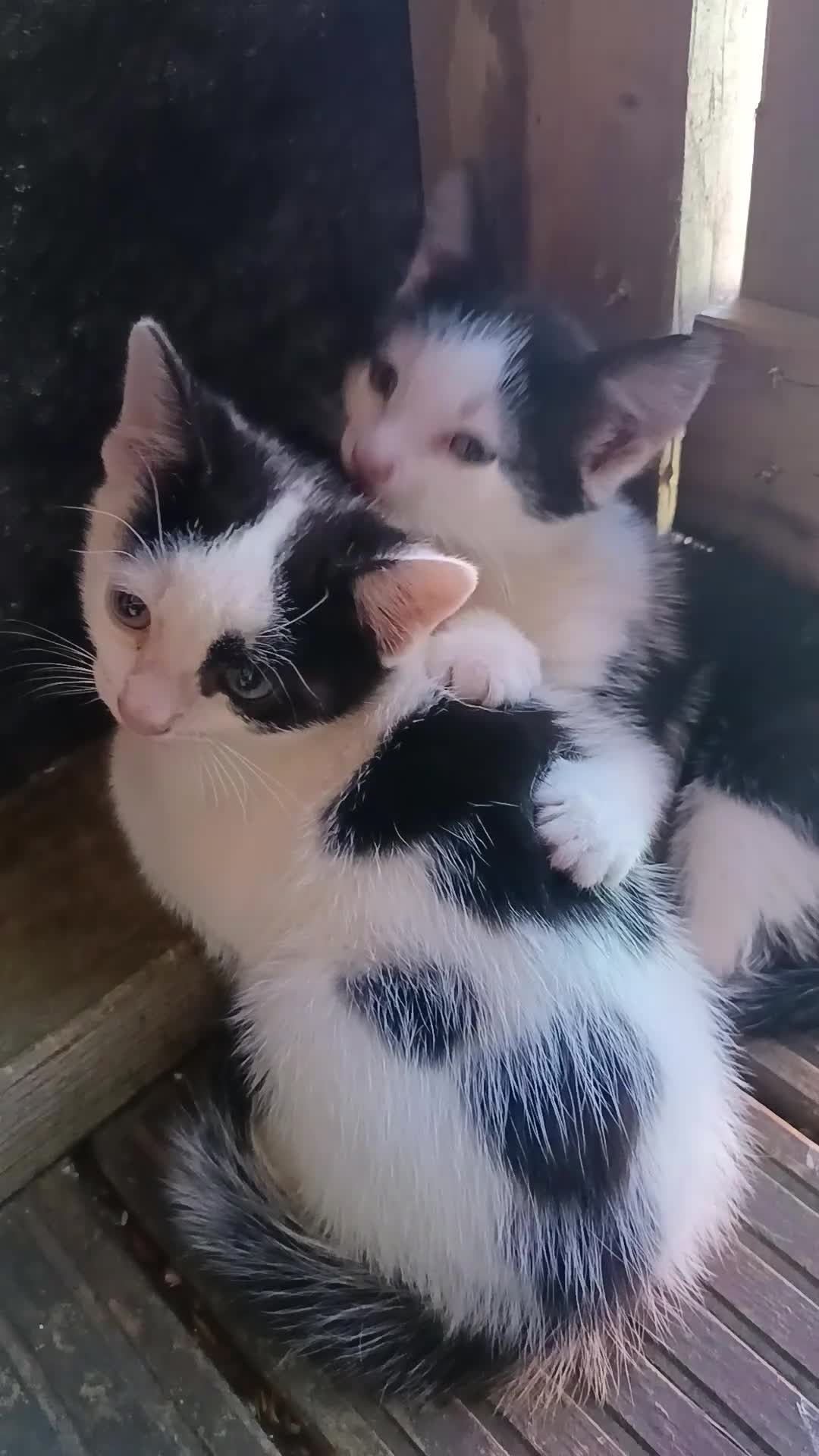 Mixed Breed cats for sale: 2 male kittens for sale ready now  - Video 1
