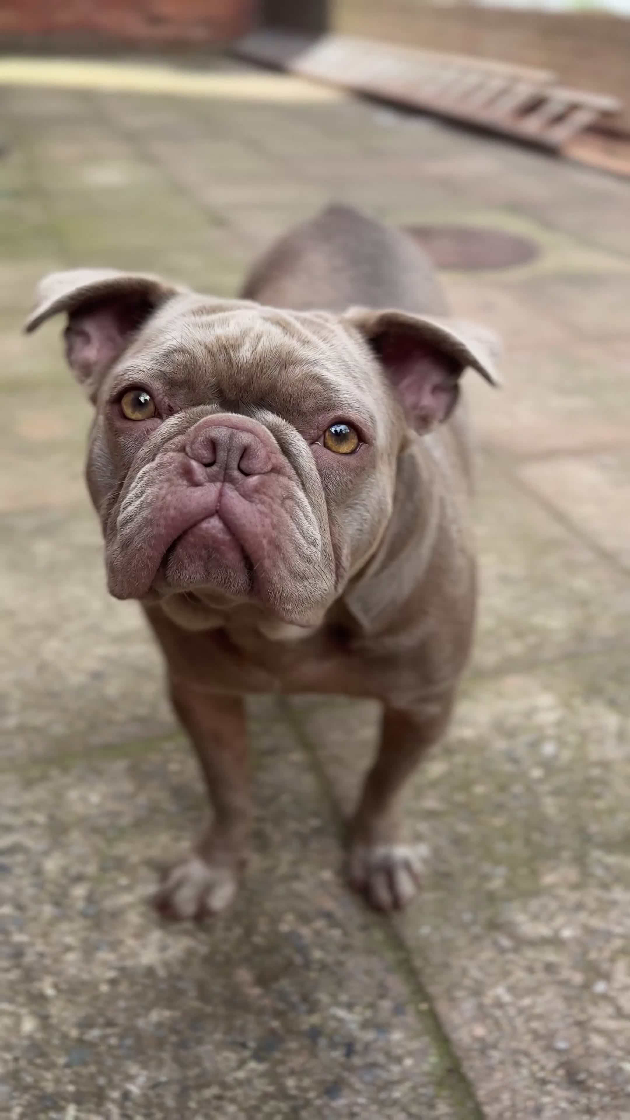 French Bulldog dogs for sale: Full Isabella loving French bulldog - Video 1