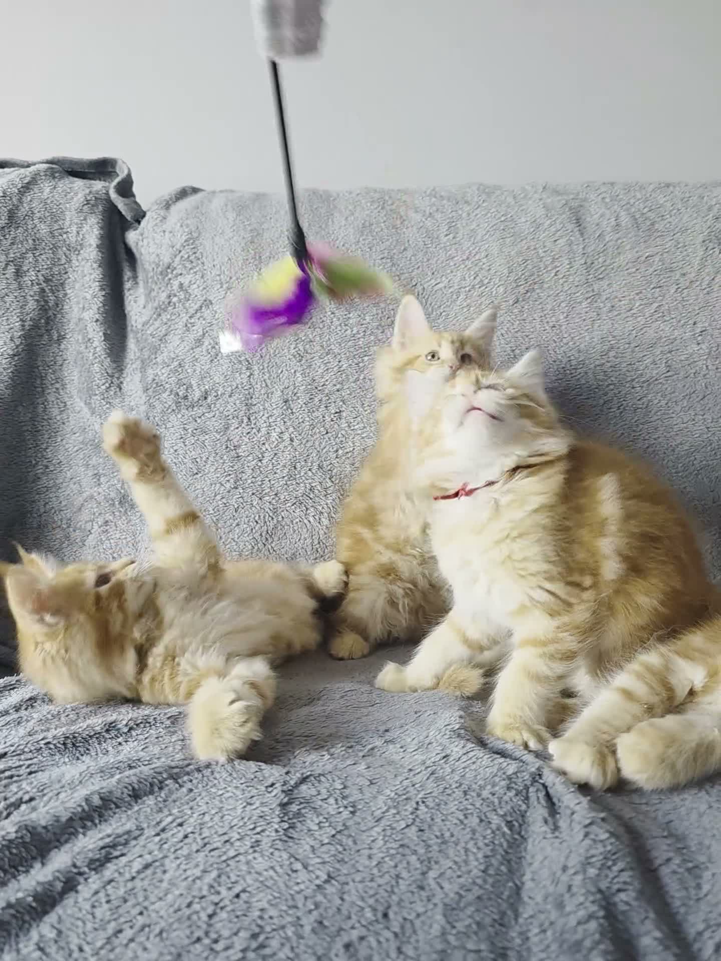 Maine Coon cats for sale: Red Tabby Girls GCCF (pet homes only) - Video 1