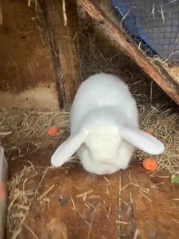 Mixed Breed rabbits for sale: Rabbits for Sale - Video 1