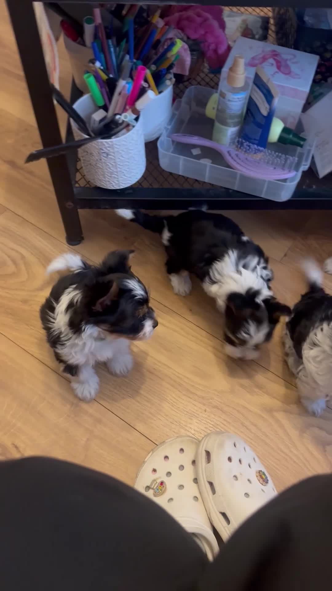 Biewer Terrier dogs for sale:  🐾🐶Beautiful Biewer Terrier Puppies🐾🐶 - Video 1