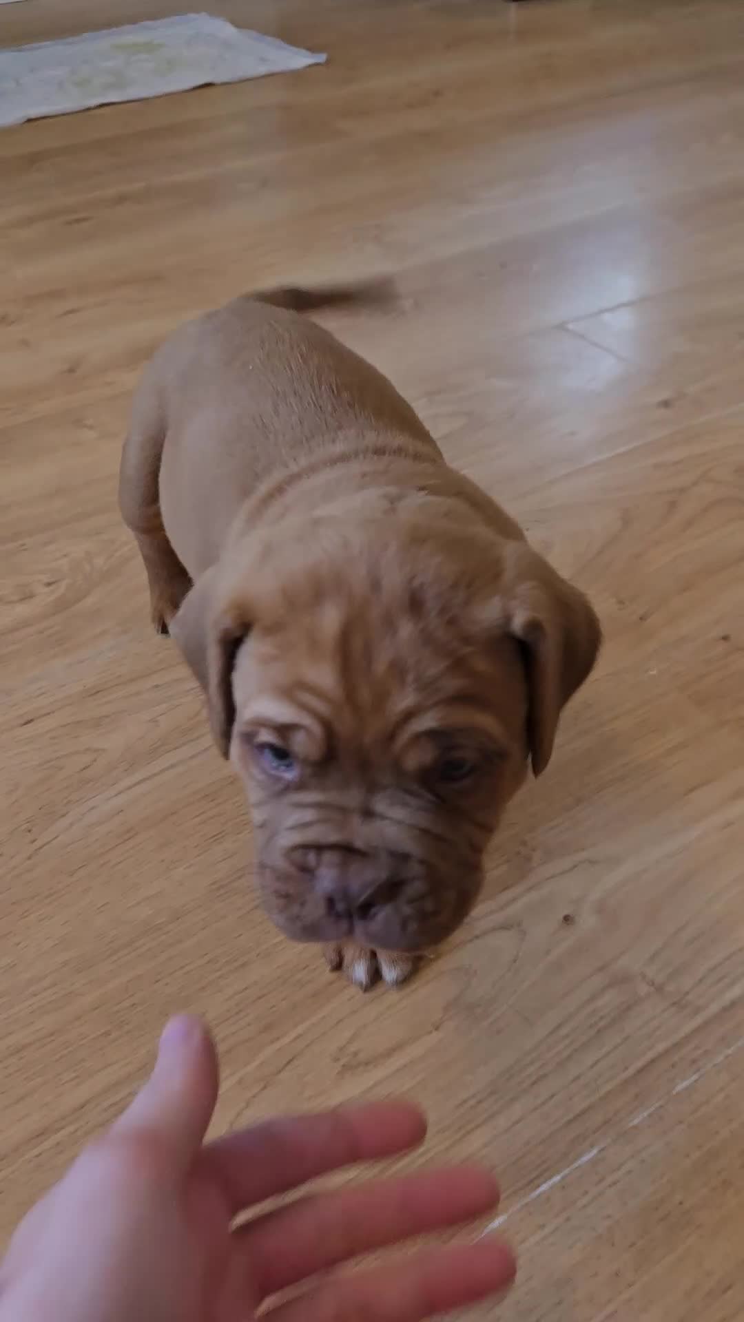 Dogue De Bordeaux dogs for sale: Just 1 male Dogue de bordeux puppy left for sale! - Video 1