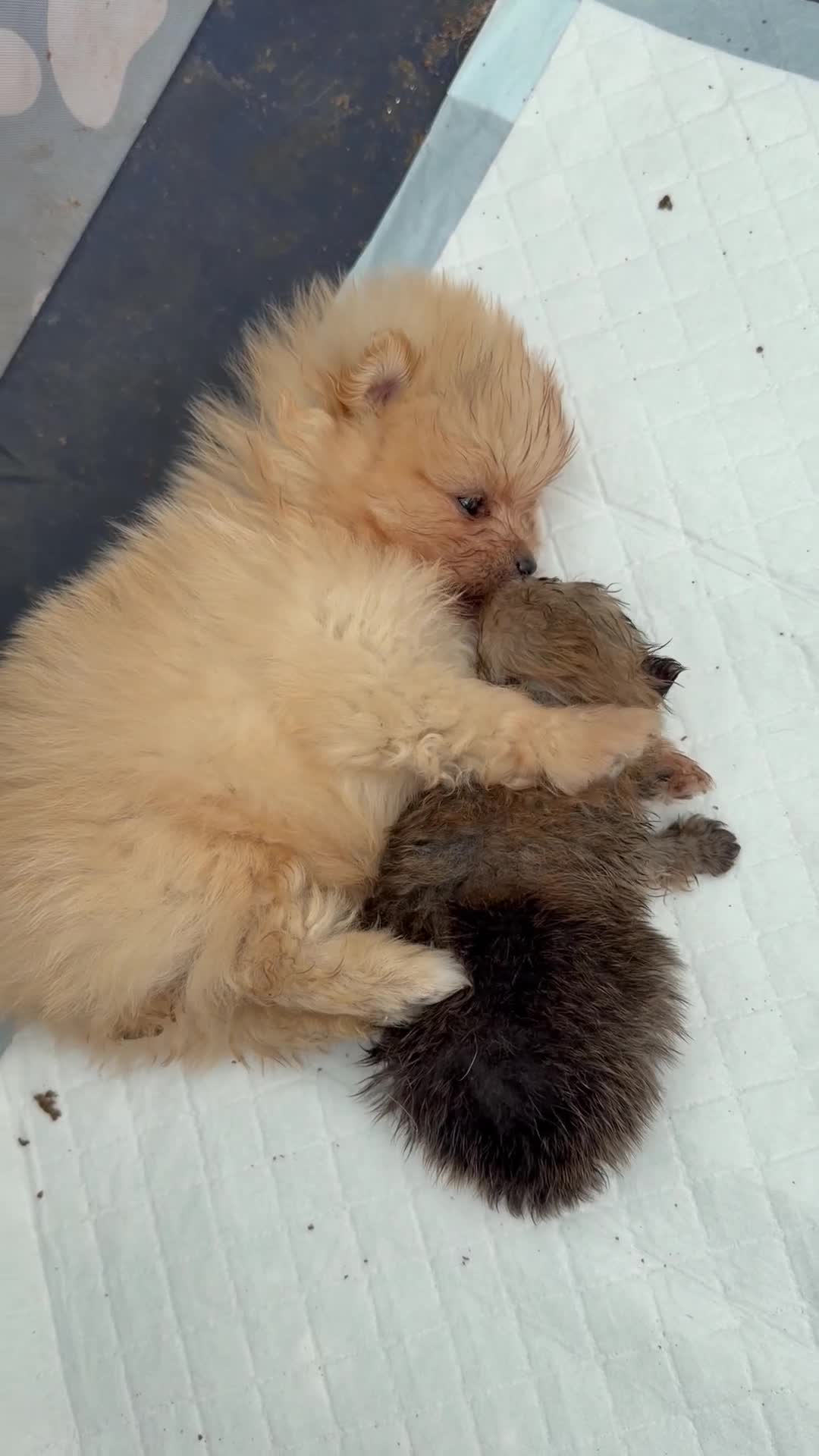 Pomeranian dogs for sale: Kc pomeranian puppies  - Video 4