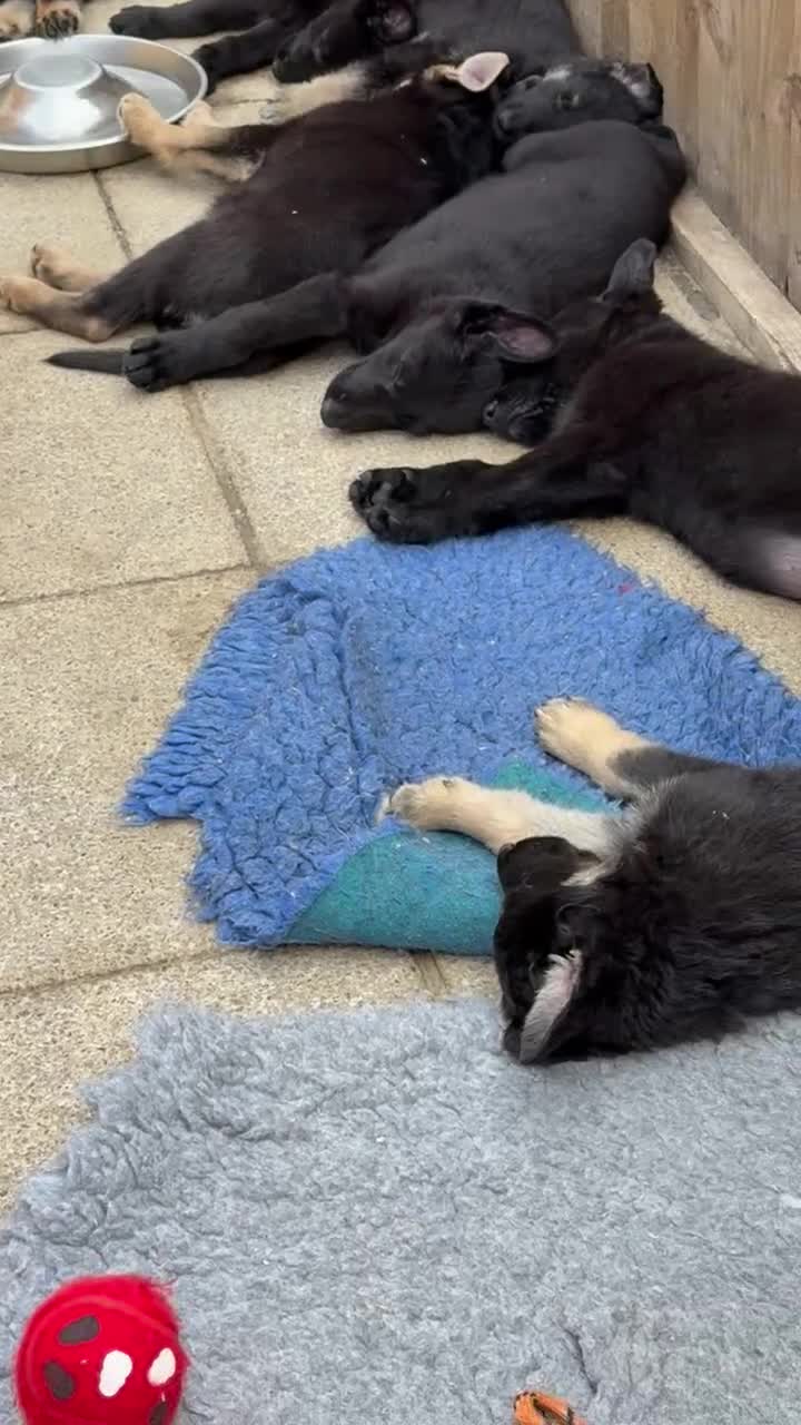 German Shepherd dogs for sale: GSD Puppies, straight back  - Video 1