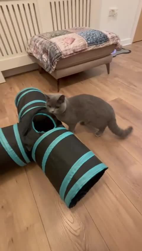 British Shorthair cats for sale: Blue British Shorthair Looking for a Loving Home💕 - Video 2