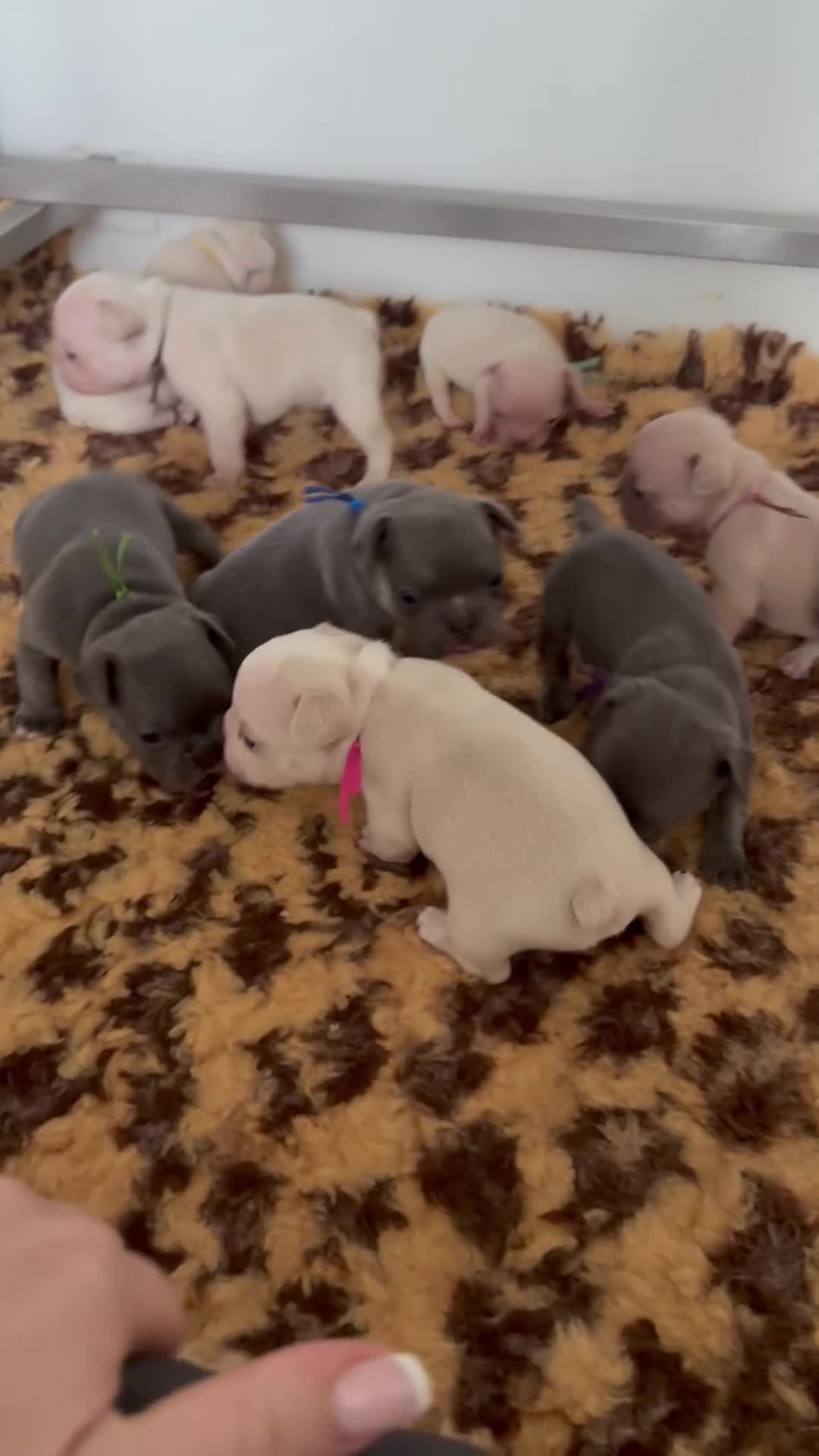 French Bulldog dogs for sale: Highly Health tested French Bulldog Puppies - Video 3