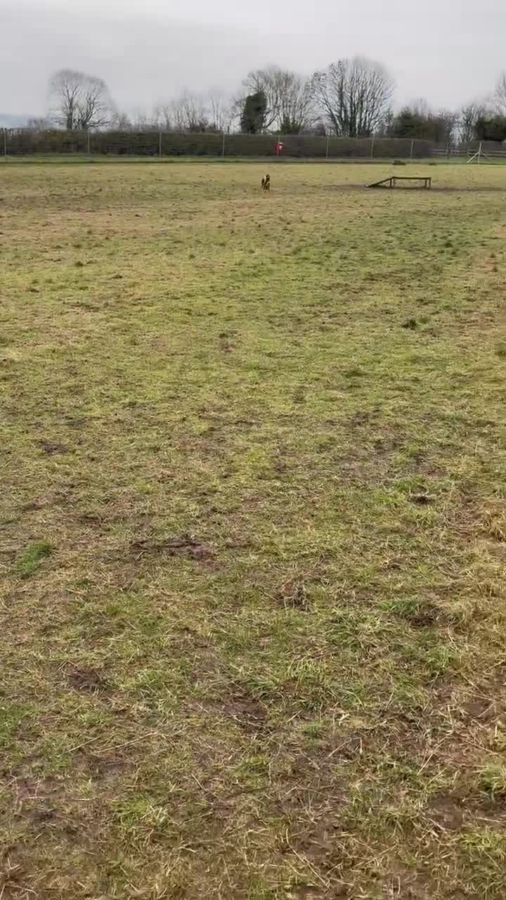 Mixed Breed dogs for adoption: Rupert Duffy, gorgeous 5 mth old Lab cross Pointer - Video 3