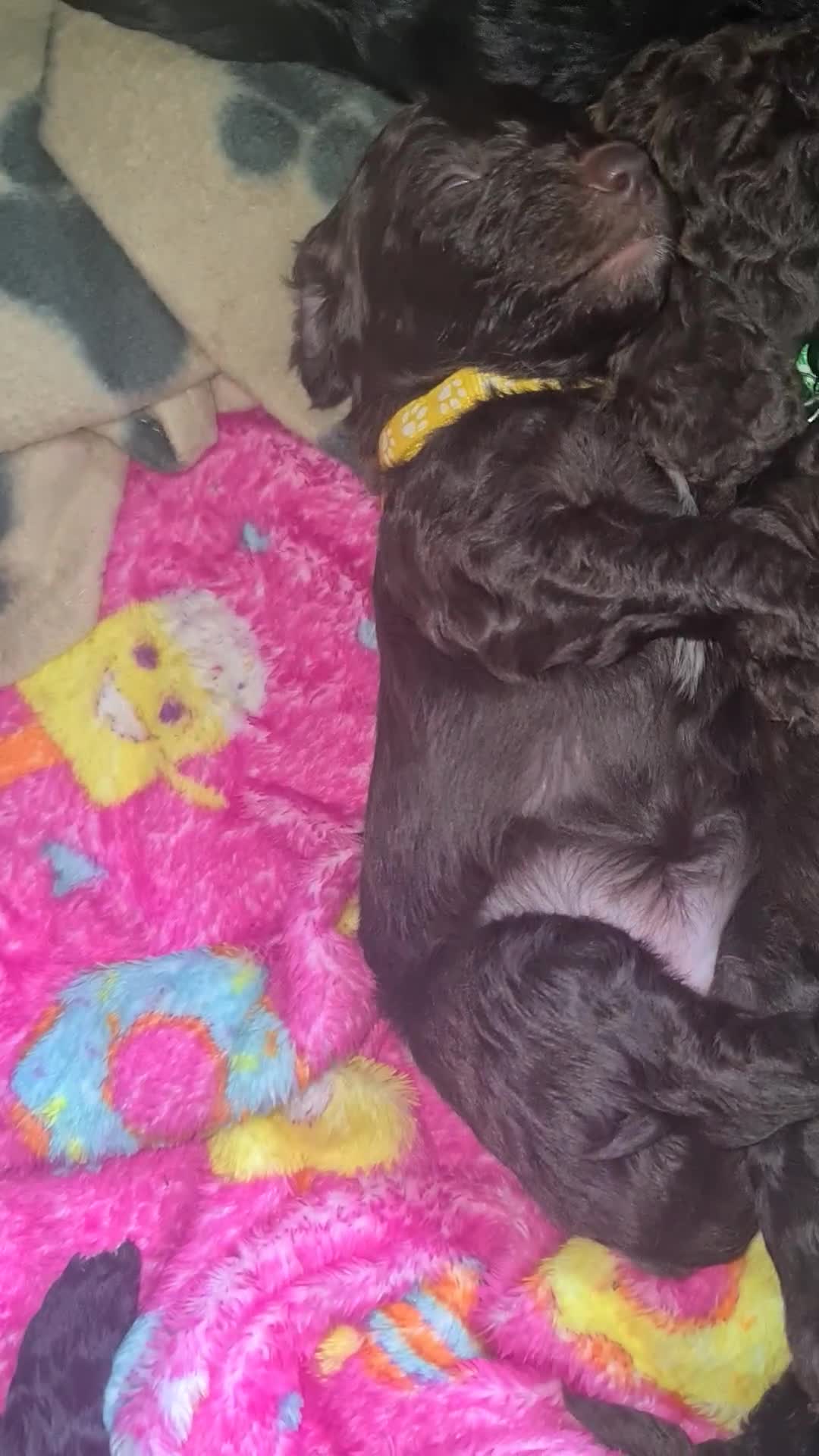 Cockapoo dogs for sale: F3 cockapoos - Video 2