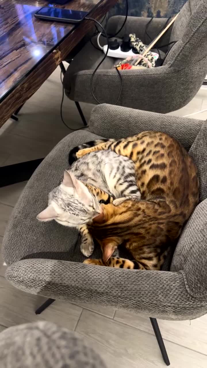 Bengal cats for sale: Two pure Bengals  - Video 1