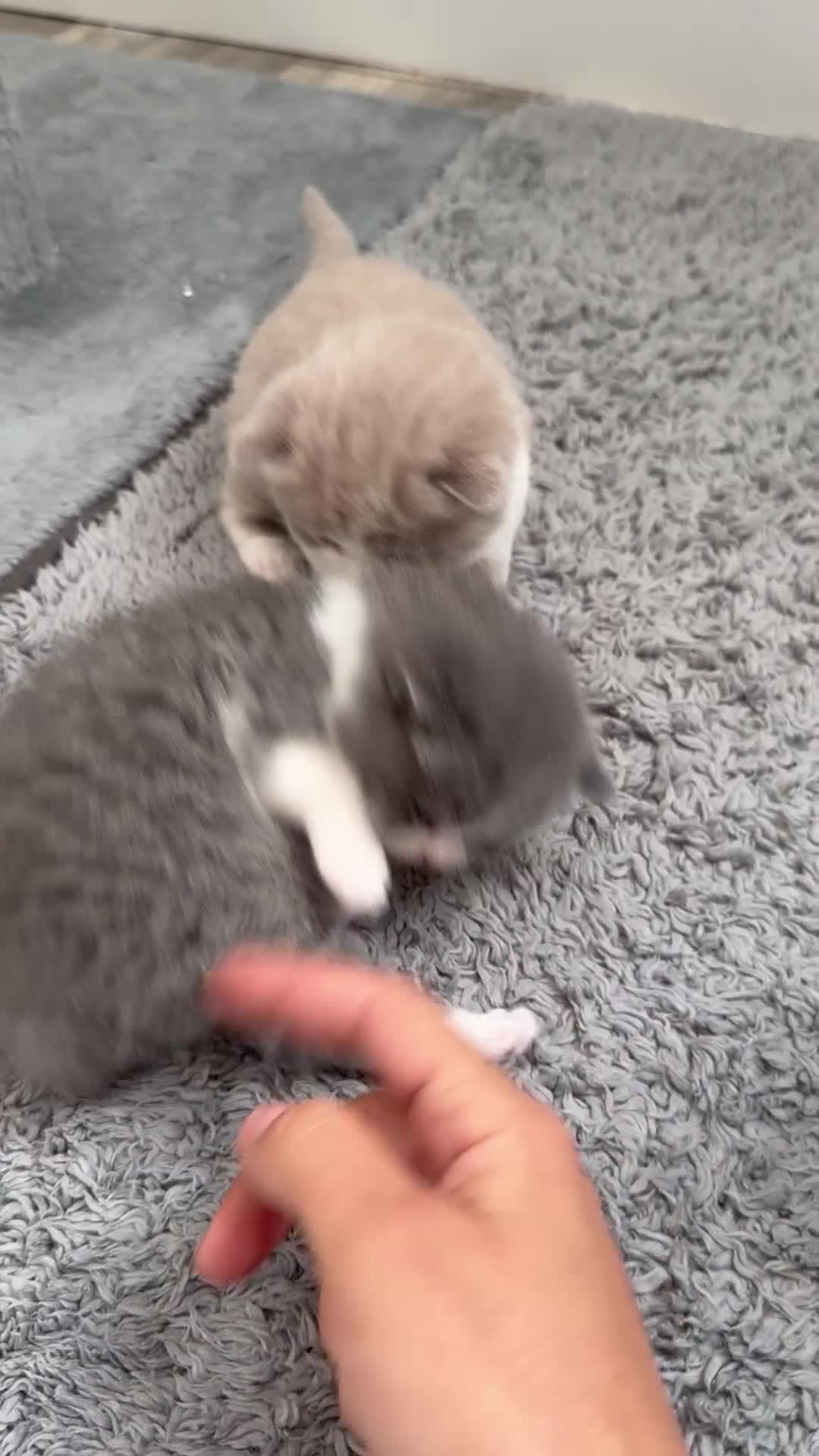 British Shorthair cats for sale: 🐾 Adorable British Shorthair Kittens  🐱 - Video 1