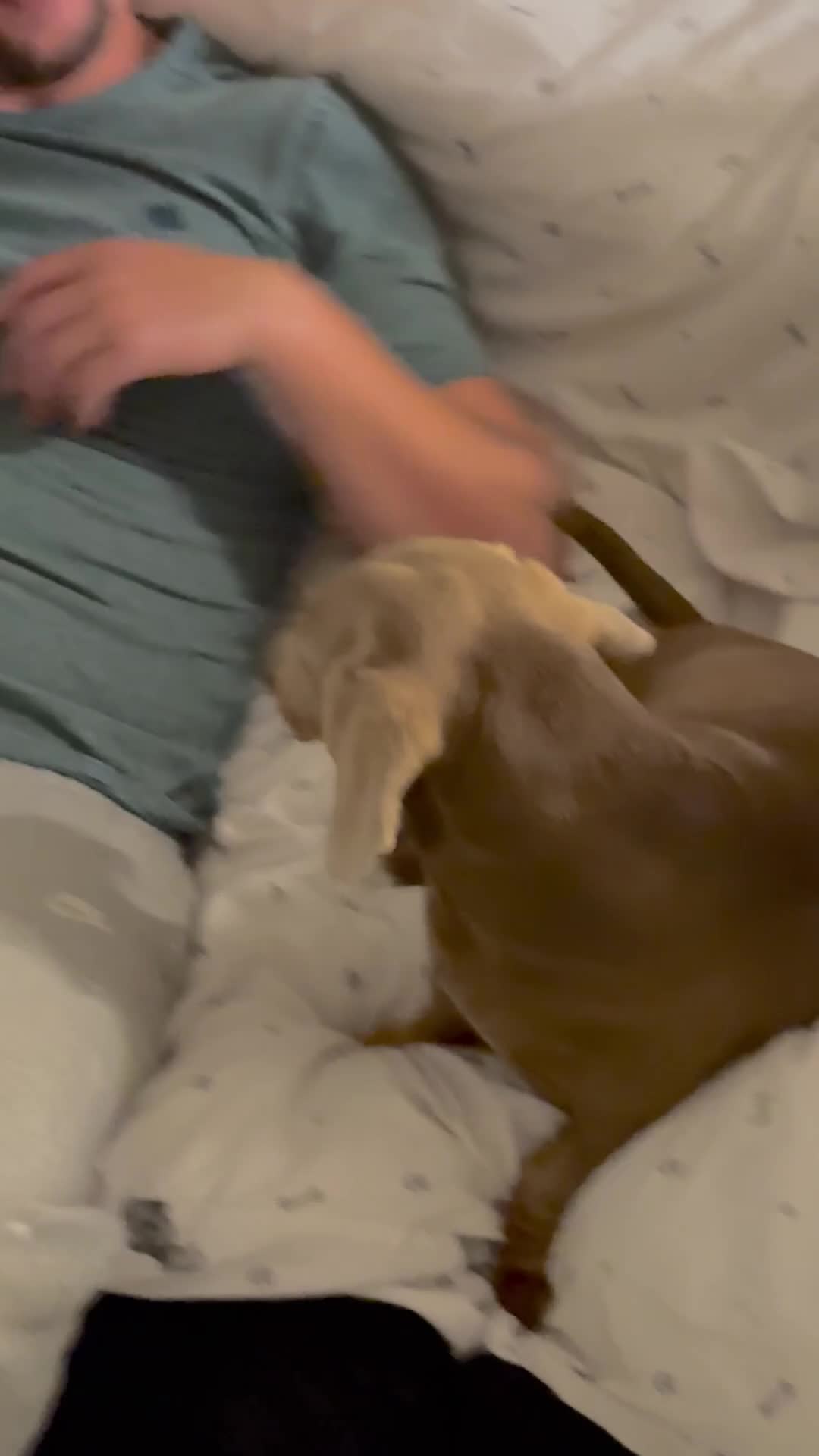 Dachshund dogs for sale: Dachshund boy for sale  - Video 1