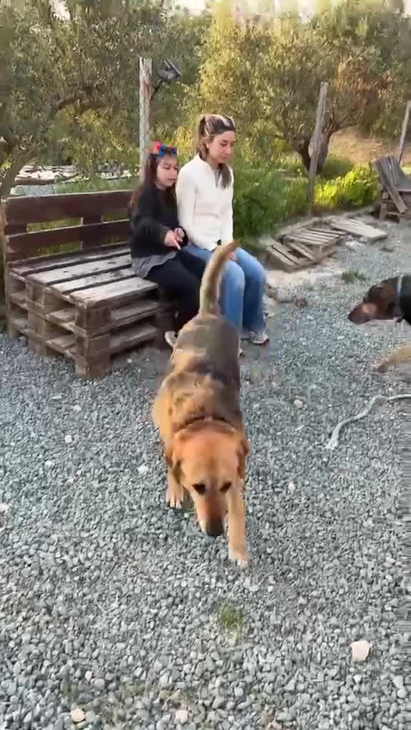 Mixed Breed dogs for adoption: Apollo needs his forever home in Amersham - Video 5