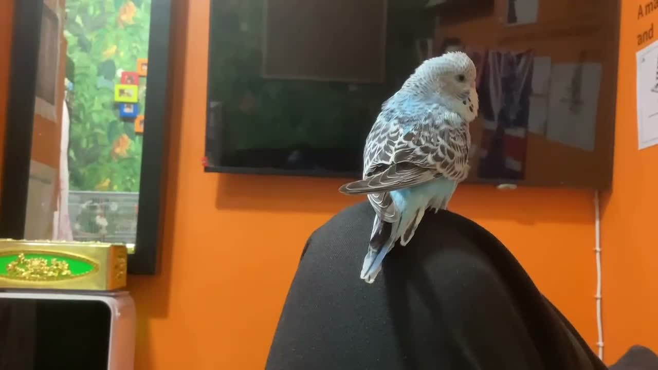 Budgerigars birds for sale: Hand-Tamed Budgerigar for sale in Oldham - Video 3