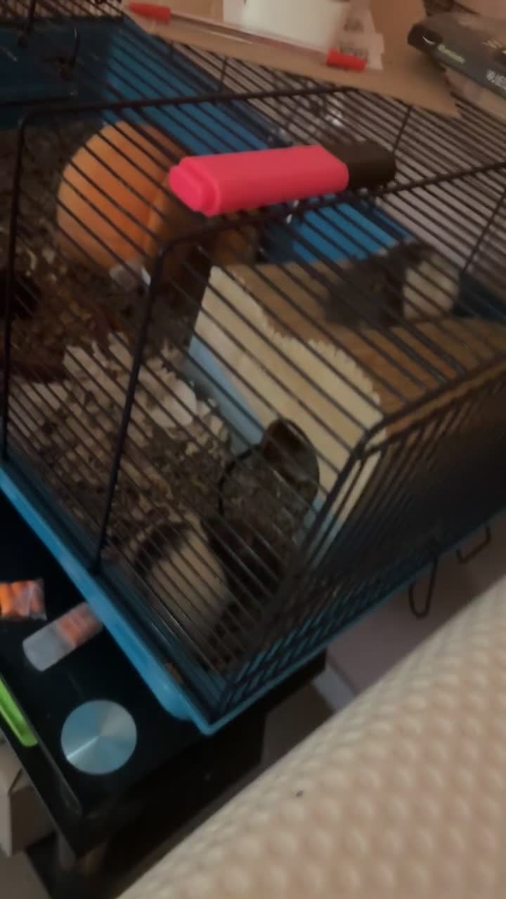 Rat rodents for sale: Two female rats for sale in Newport - Video 1