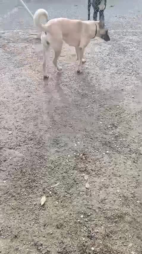 Mixed Breed dogs for adoption: 🚨 look into my eyes and see my pain 😭  in Hengoed - Video 1