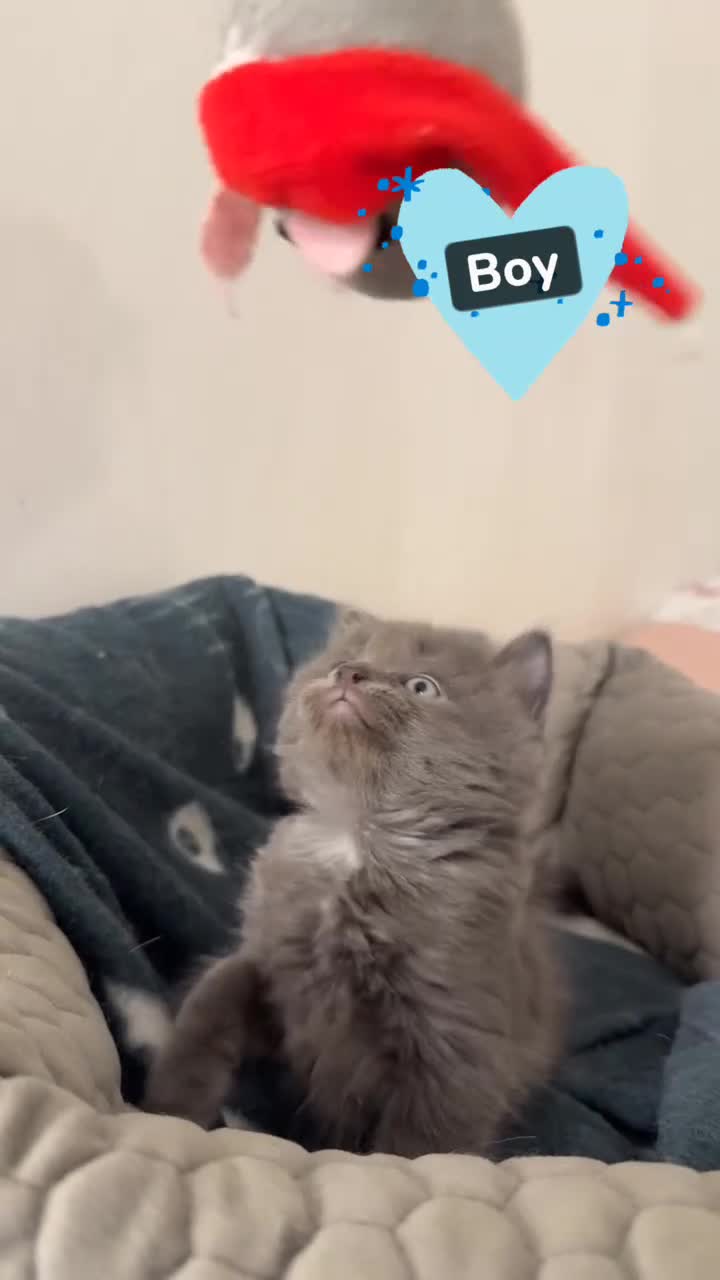 Mixed Breed cats for sale: 2GORGEOUS BSH x NEBELUNG KITTENS 🐾 1 BOY & 1 GIRL - Video 2