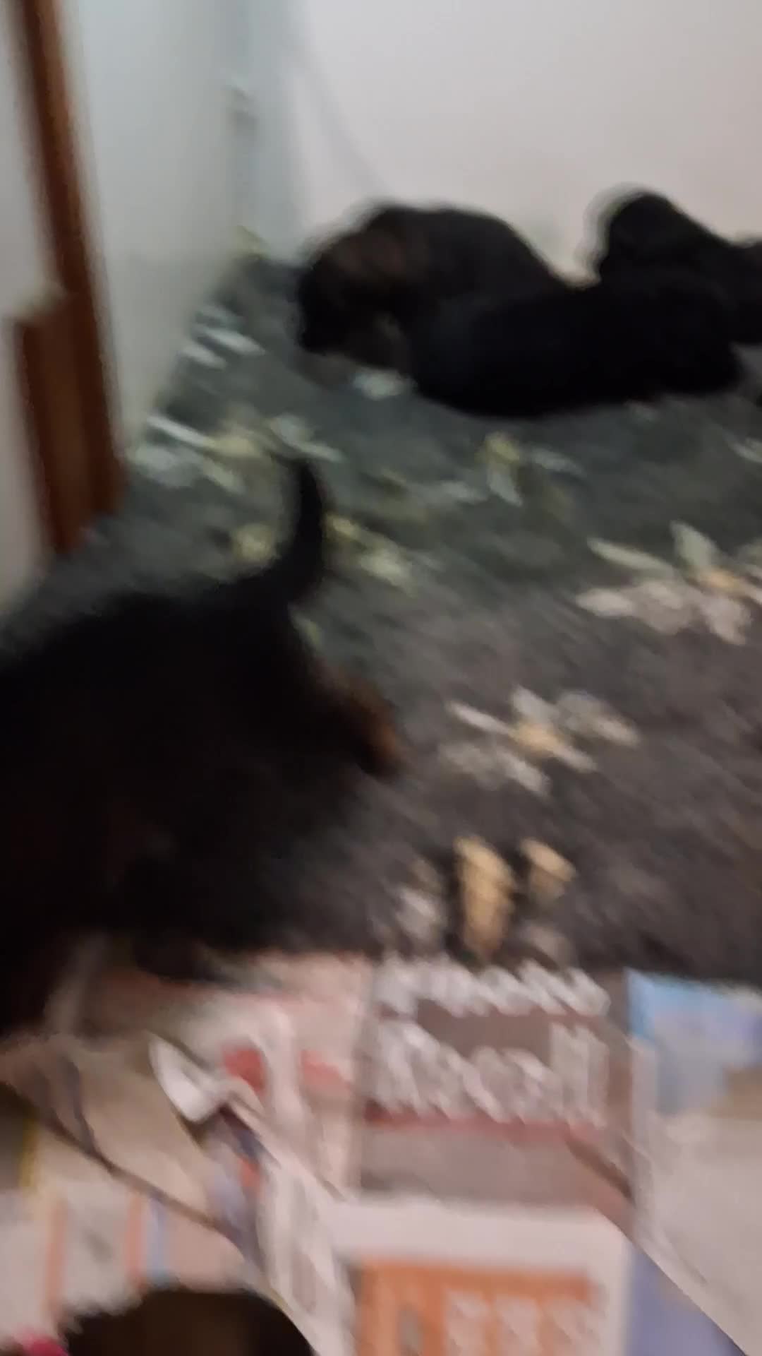 German Shepherd dogs for sale: KC, parents health Tested German shepherd Puppies  - Video 1
