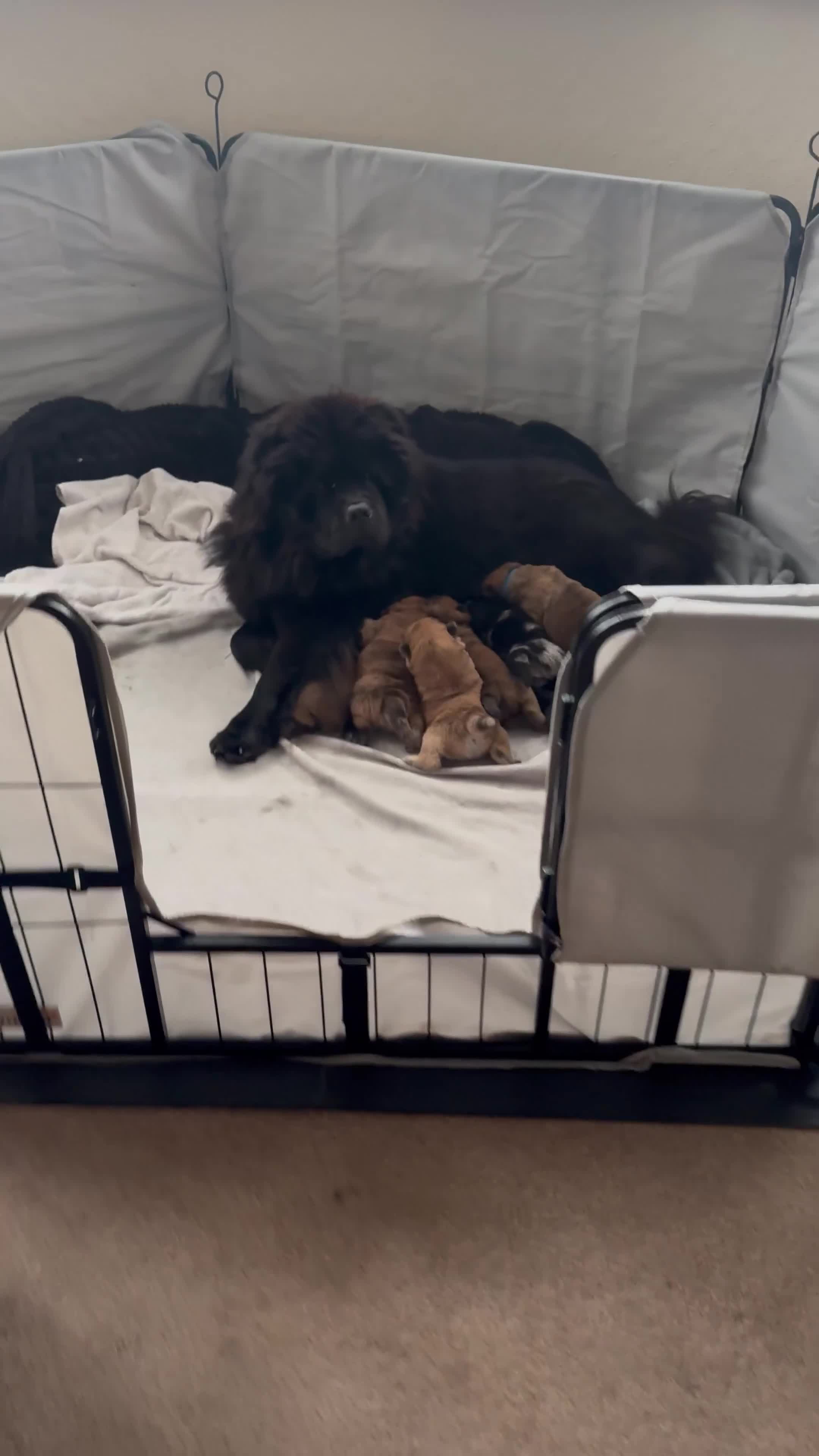 Chow Chow dogs for sale: READY TO LEAVE NOW last girl! Chow Chow Puppies - Video 1