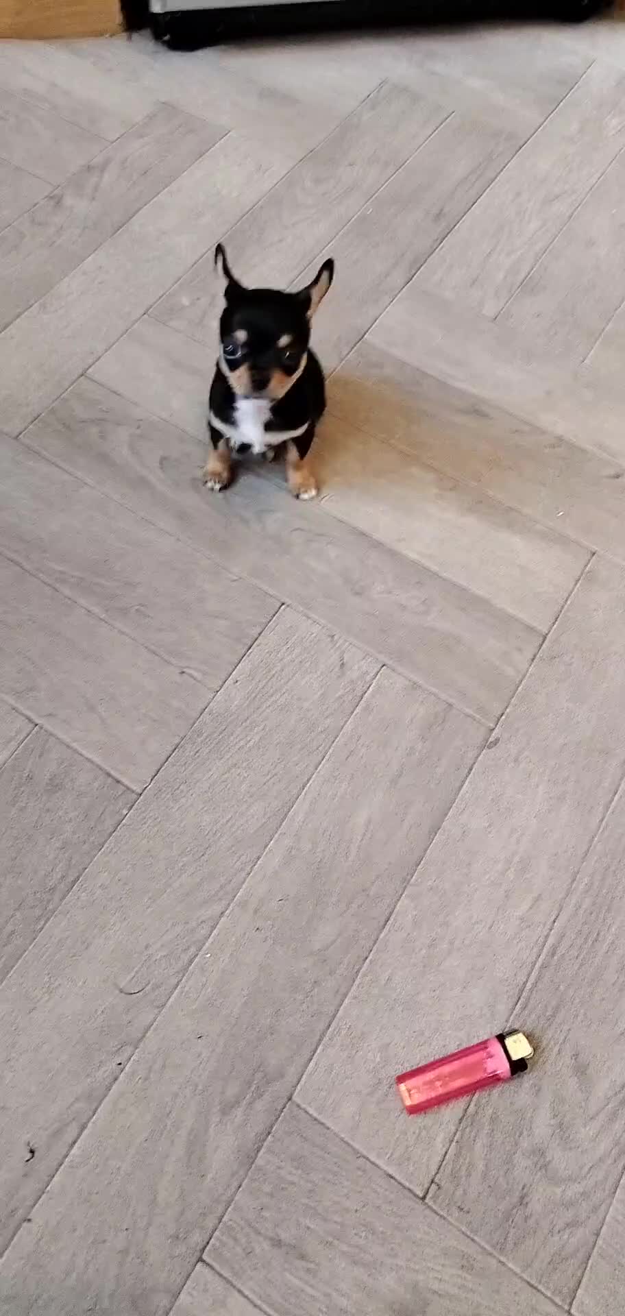 Chihuahua dogs for sale: S706AB - Video 1