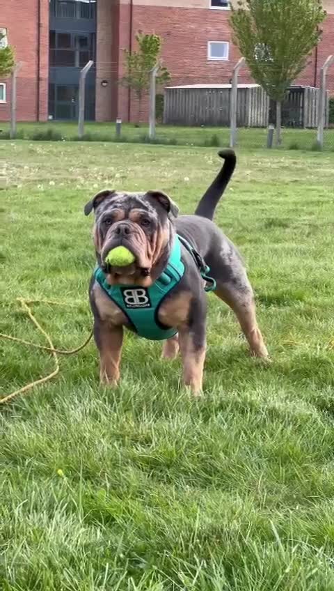 Olde English Bulldogge dogs for stud: Bullplanet's King Titan DNA/BVA Eye/BVA Hip/Elbow in Northallerton - Video 2