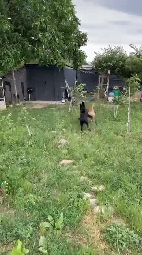 Mixed Breed dogs for adoption: TARMAC - a handsome young boy for a Loving Home - Video 5
