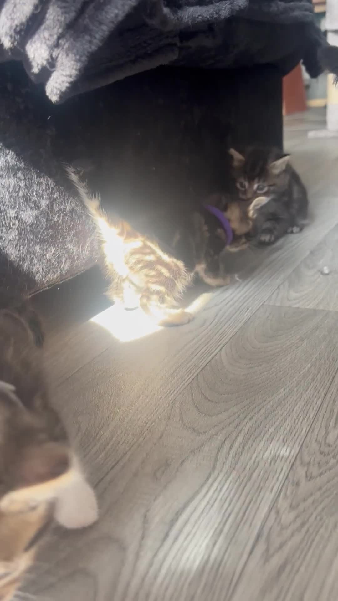 Mixed Breed cats for sale: beautiful, fluffy, tabby litter of 6 kittens - Video 4